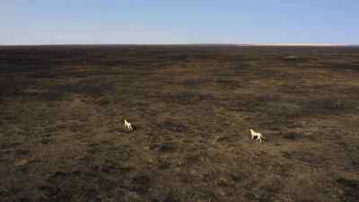 By morning,
the fire's burned itself out, - Predators