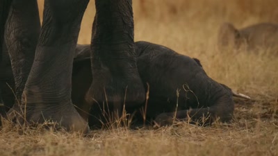 'By morning, - A Year on Planet Earth