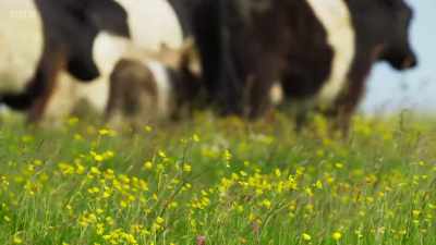 By moving the herd
around in the summer, - Wild Isles