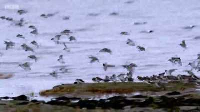 By November, many migrants
have already arrived, - Wales: Land of the Wild