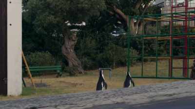 By now, Rosemary could be anywhere. - Penguin Town