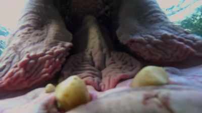 By opening his mouth,
this hippo invites the fish - Our Great National Parks