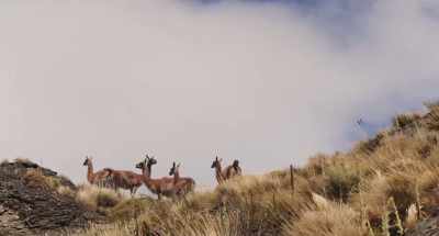 By over-expanding,
we harm wild habitats. - Wild Life
