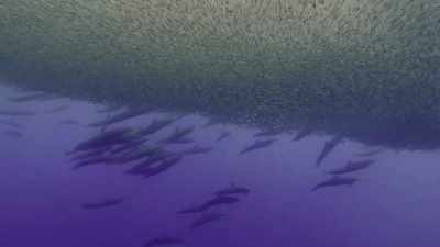 By pinning the school
against the surface, - Oceans: Our Blue Planet