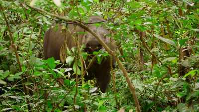 By pruning plants,
these rhinos benefit the forest, - Our Great National Parks