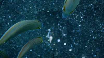 By revealing the bobbit's hiding place, - Blue Planet II