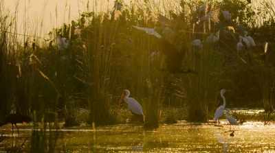 By September,
the temperatures rise, - Surviving Paradise: A Family Tale