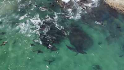 By sheer force of numbers, - Planet Earth III