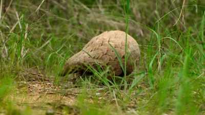 By stepping out on his own, - Wild Babies