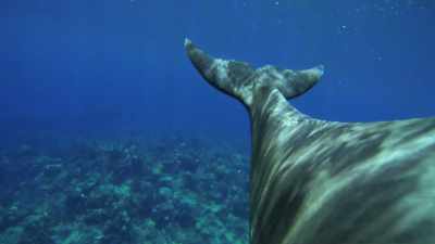 by-sweeping-their-tails-from-side-side - Attenborough and the Sea Dragon