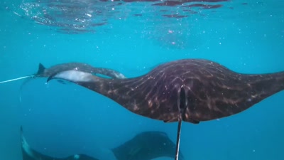 By swimming in formation, - A Year on Planet Earth