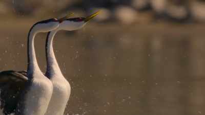 By taking up to 20 steps a second, - The Secret Lives of Animals