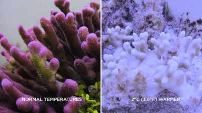 By the end of my PhD, - Chasing Coral