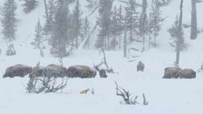 By the late 19th century, - Epic Yellowstone