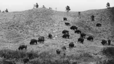 By the time Frederick died
in 1898, - The American Buffalo