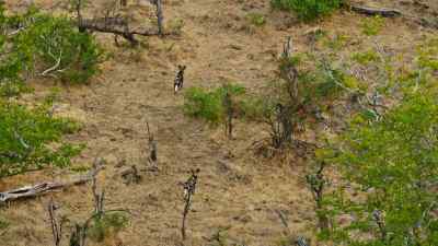 By the time the pack regroup, - Predators