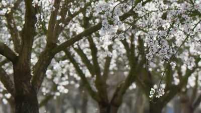 By the time the petals fall, - The Green Planet
