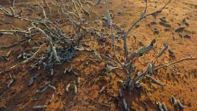 By the time they're fully developed,
this million-strong army - Our Planet
