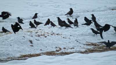By thinning out
oversized elk populations - Yellowstone: One-Fifty