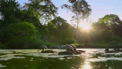 By trekking here once
a year, he'll thrive... - The Secret Lives of Animals