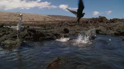 By using this cove, - Blue Planet II