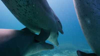 By watching his elders, - Blue Planet II