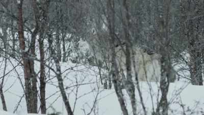 By working together,
they are able to outrun their prey - Wild Nordic