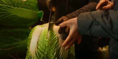 - Cabbages that are just right for Kimchi.
- Wow. Wow. - Omnivore