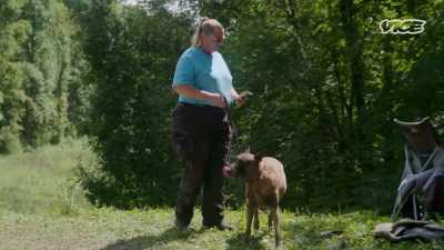 -Cadaver dogs
are trained to pick up the scent - Small Town Secrets