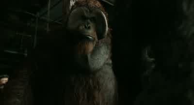 Where Caesar Want CaesarCaesarHumans attack your sonsYou let them stayPut apes in dangerCaesar love humans morethan apesMore than yoursonsApenotkillape - Dawn of the Planet of the Apes