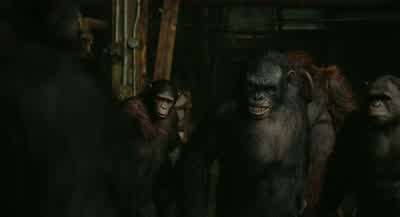 Caesar love humans morethan apes - Dawn of the Planet of the Apes