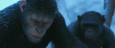 Caesar... - War for the Planet of the Apes