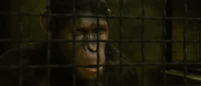 Caesar? - Rise of the Planet of the Apes