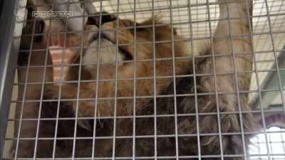 CAGE CRASHES - Britain's Tiger Kings - On the Trail with Ross Kemp