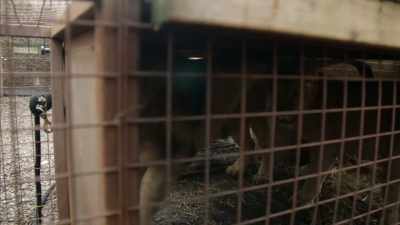 CAGE RATTLES - Britain's Tiger Kings - On the Trail with Ross Kemp