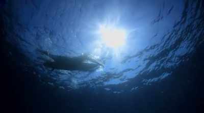 Caleb notices a shadow
moving quickly toward him. - Shark Attack Files