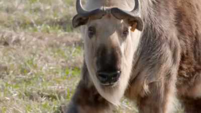 (calf cries) - Secrets of the Zoo