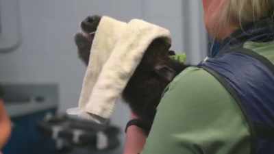 (calf groans) - Secrets of the Zoo