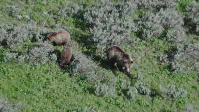[calf yelps] - Epic Yellowstone