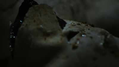 Calling from inside their eggs,
hatching their first plan. - The Secret Lives of Animals