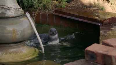 Calm down, Rosemary. - Penguin Town