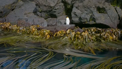 'Calm water in a secluded cove - A Year on Planet Earth