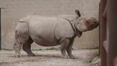 Calming down, being
pretty mellow, eating a lot, - Secrets of the Zoo