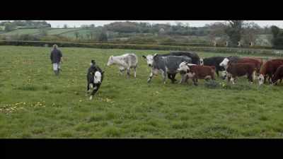 Calves and cows
can stay together, - 73 Cows