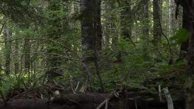 [cameraman speaking] - Expedition Bigfoot