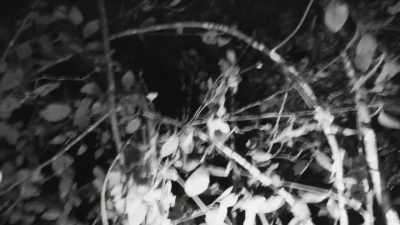 [cameraman speaking] - Expedition Bigfoot