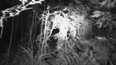 [cameraman speaking] - Expedition Bigfoot