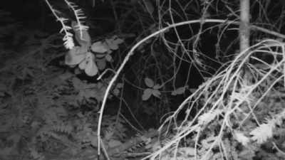 [cameraman speaking] - Expedition Bigfoot