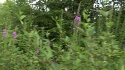 [cameraman speaking] - Expedition Bigfoot