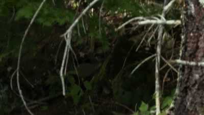 [cameraman speaking] - Expedition Bigfoot